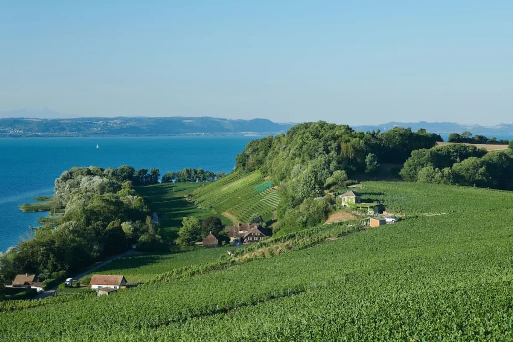 Caves du Château d'Auvernier