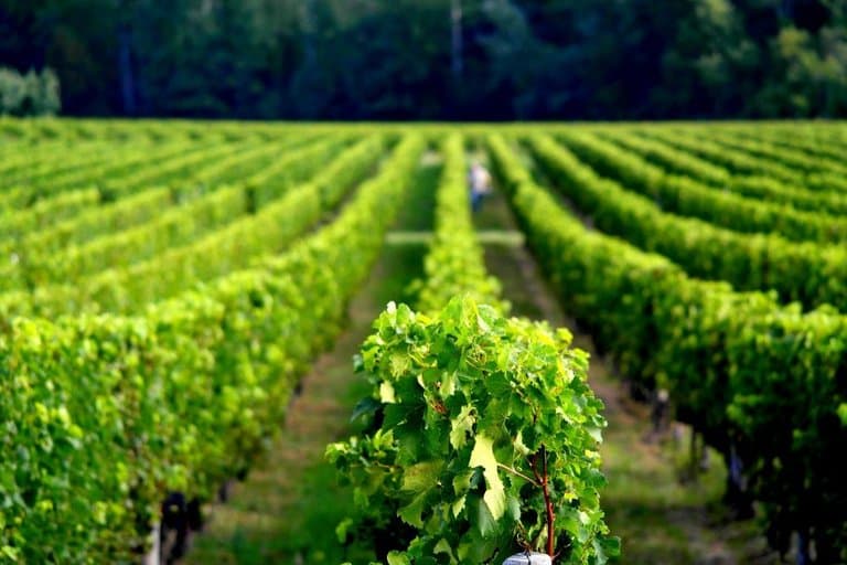 Clos des Confidences