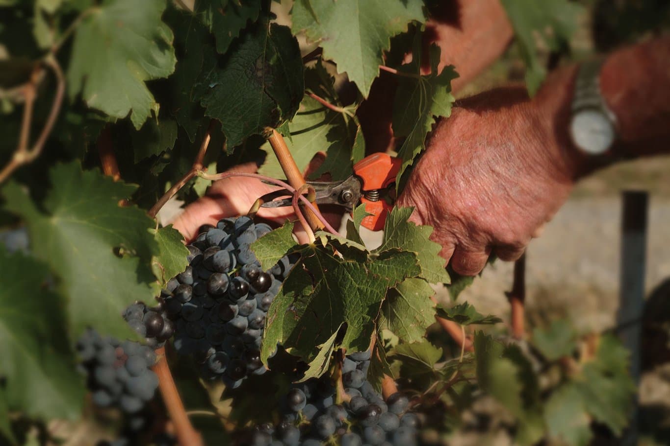 Az. Agr. Fossacolle di Marchetti Sergio